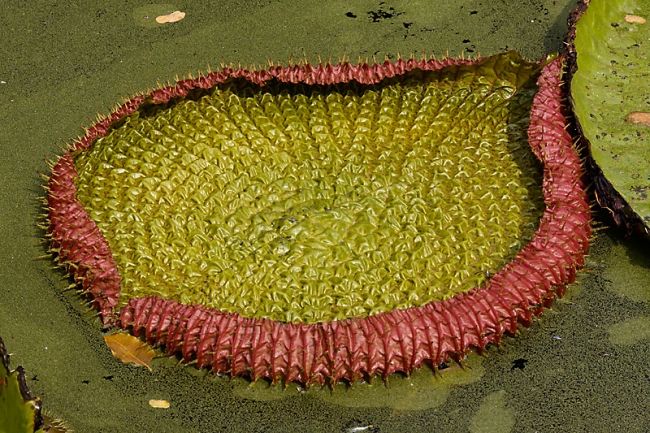 Muang Boran-2008-001